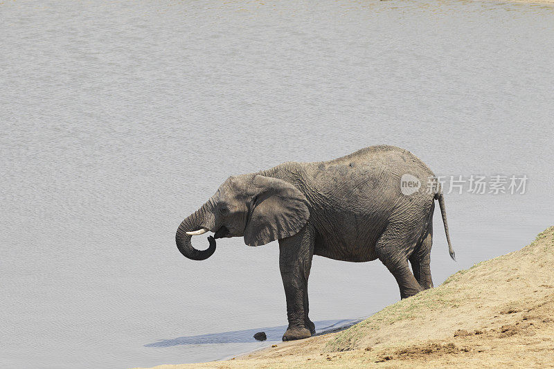 非洲象Loxodonta africana喝津巴布韦